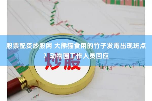 股票配资炒股网 大熊猫食用的竹子发霉出现斑点？动物园工作人员回应